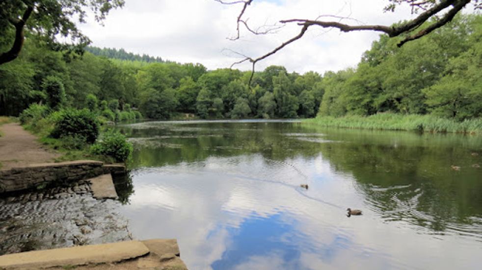 Beechenhurst Trail